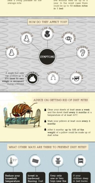 Dust mites: Infographic