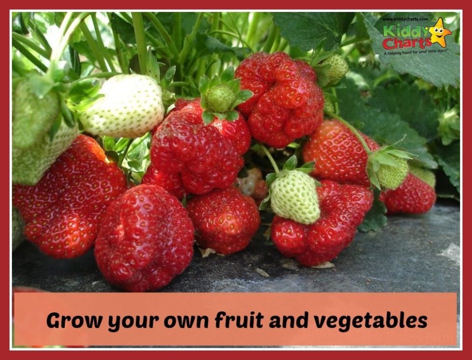 Grow your own fruit and vegetables