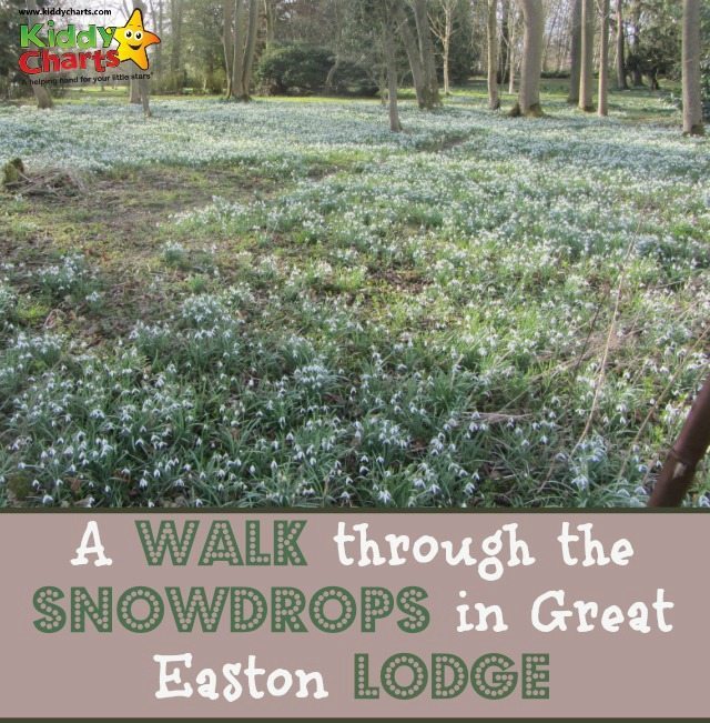Great Easton Lodge is a great place to go with the kids to catch the Snowdrop in Spring - wonderful shots, and an amazing place to introduce the kids to photography as well.