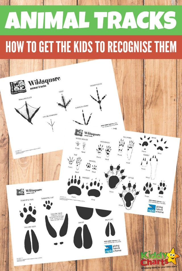 How to get your kids to recognise animal tracks.