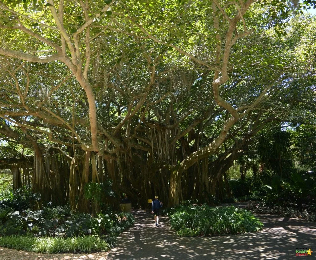 The Banyan tree in Loegoland Florida is just stunning - a really beautiful sight, and almost worth going to the park for on its own....