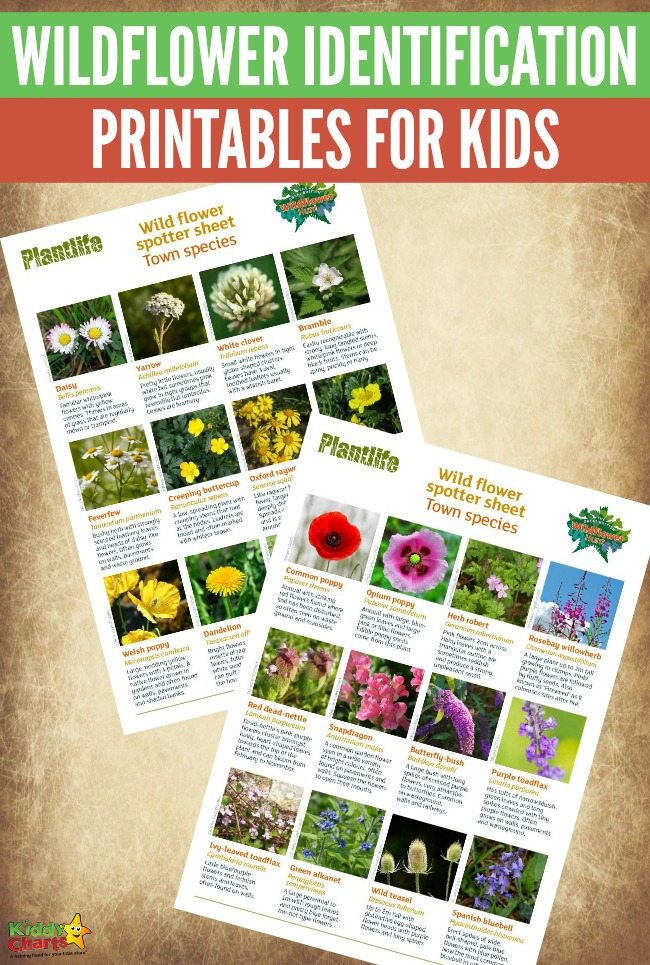 Free Wildflower Identification Printables