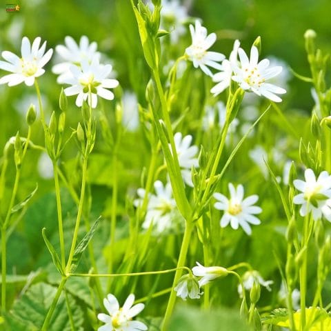 Chickweed Sandwiches: Recipes for foraging