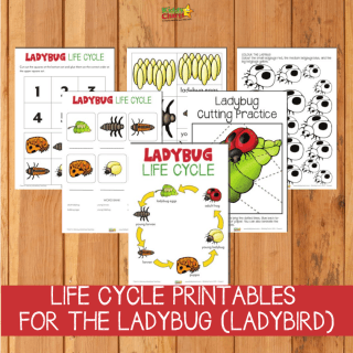 Ladybug Life cycle: Free printables for writing, math and fun!