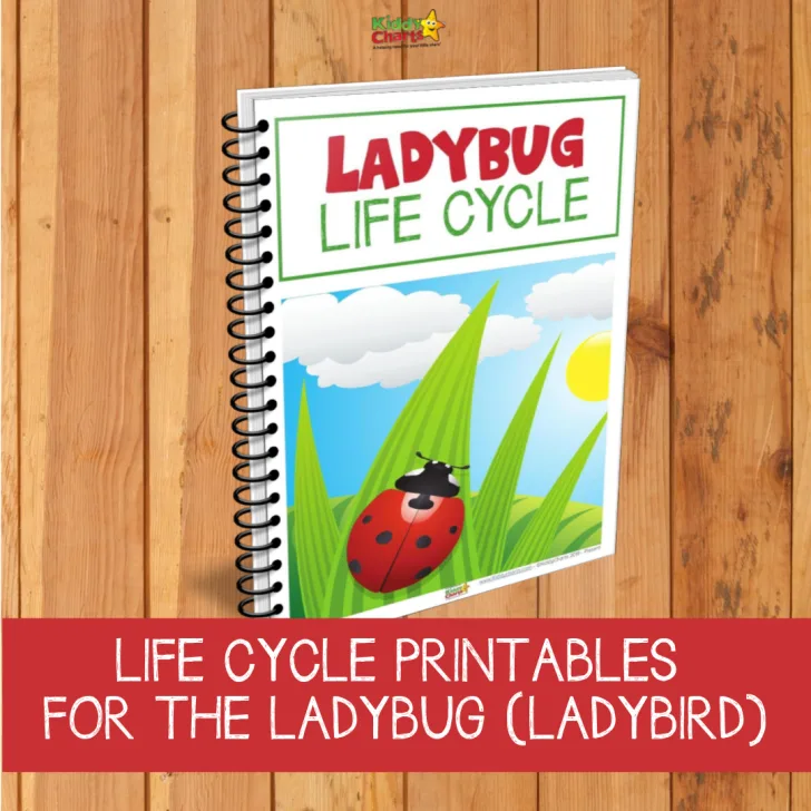 This image depicts the life cycle of a ladybug, with printables to help children learn about the different stages.