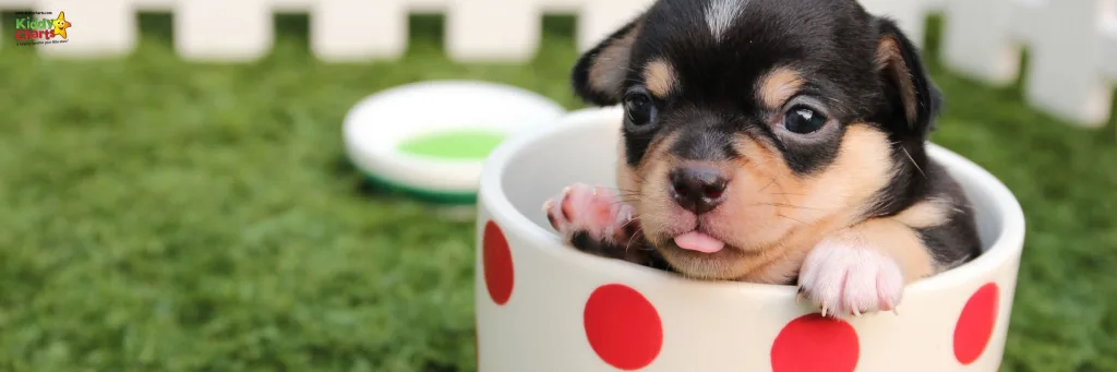 getting a family pet: puppy in a red and white polka dot mug.
