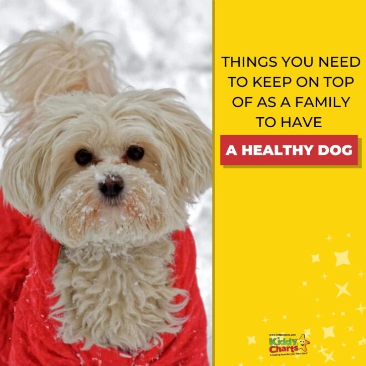 This image is providing a list of things that families need to do to ensure their dog is healthy.