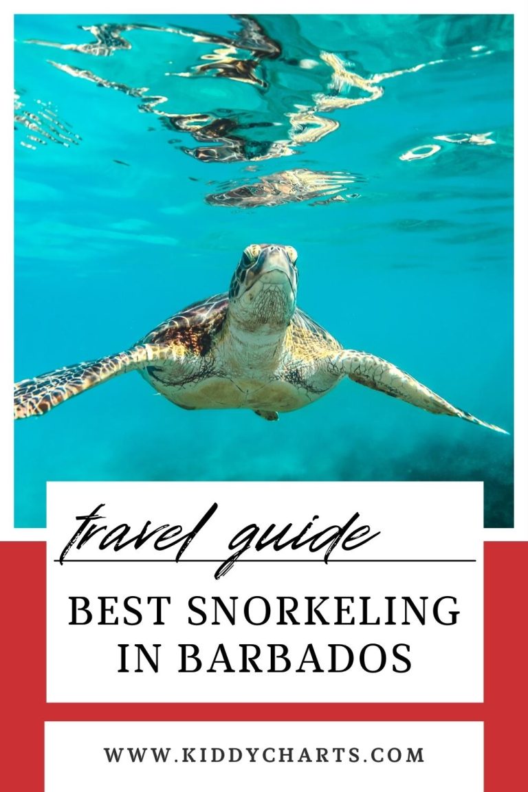 Barbados snorkeling: 10 of the best locations for families and beyond