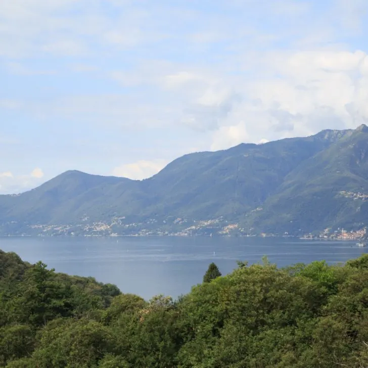 Trees surround a body of water.