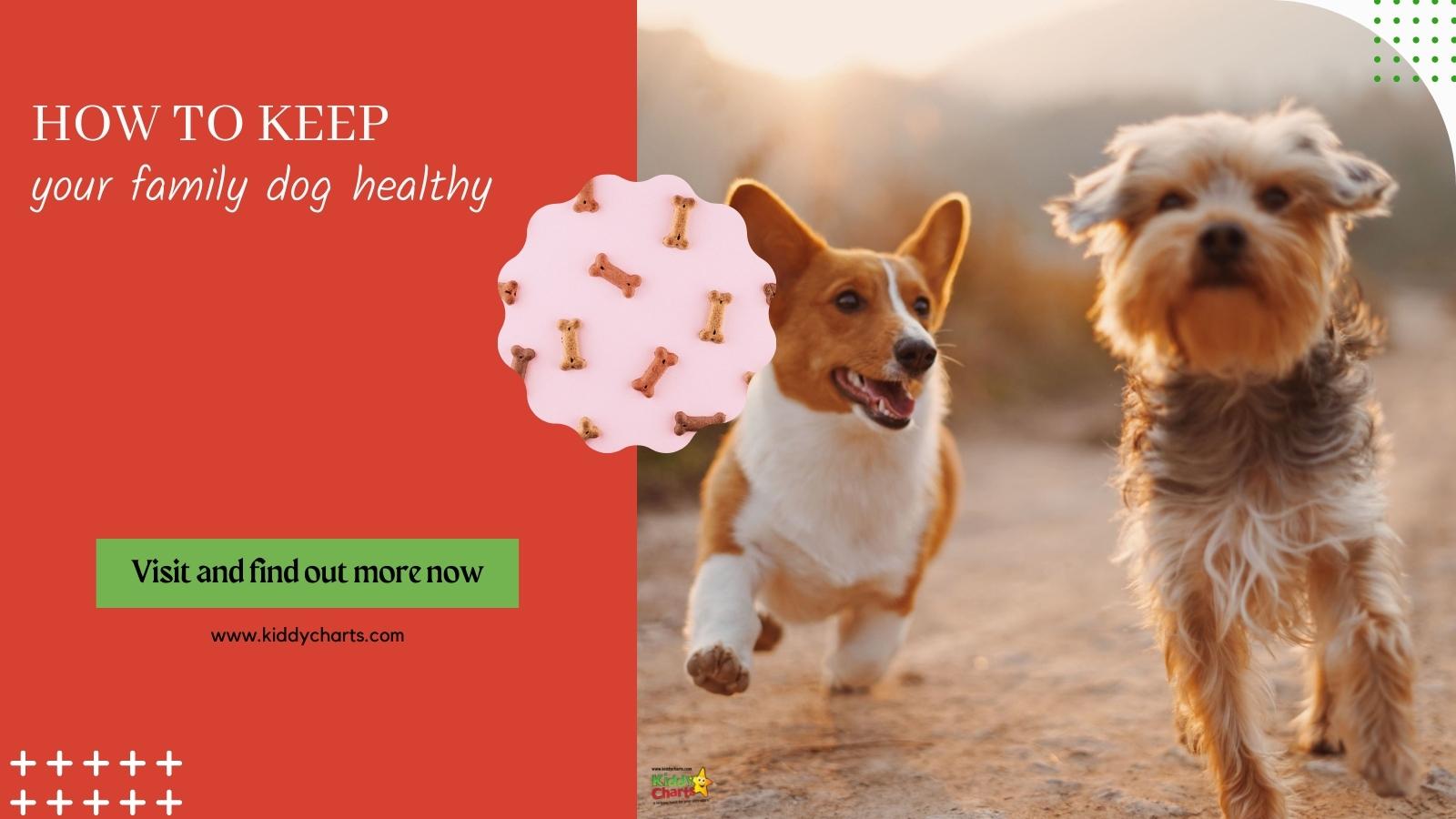 How to keep your family dog healthy