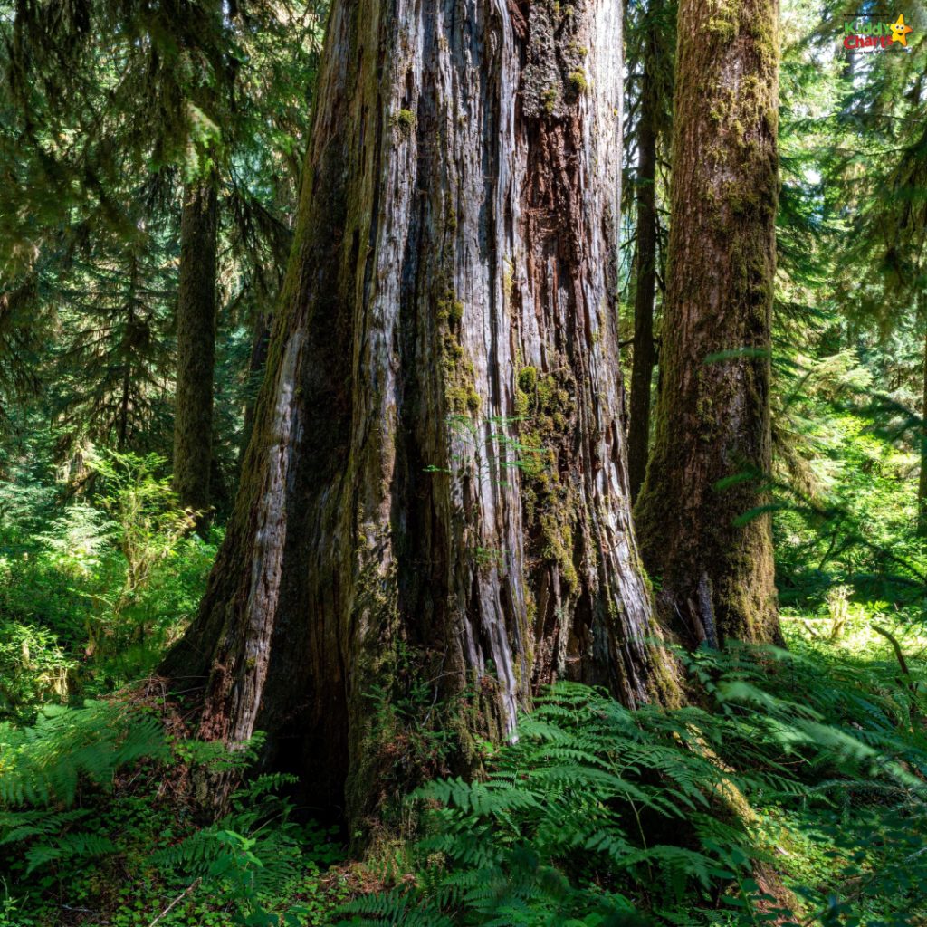 A majestic, ancient tree with a thick, moss-covered trunk stands tall amidst a lush, green forest with dense fern undergrowth and soft lighting.