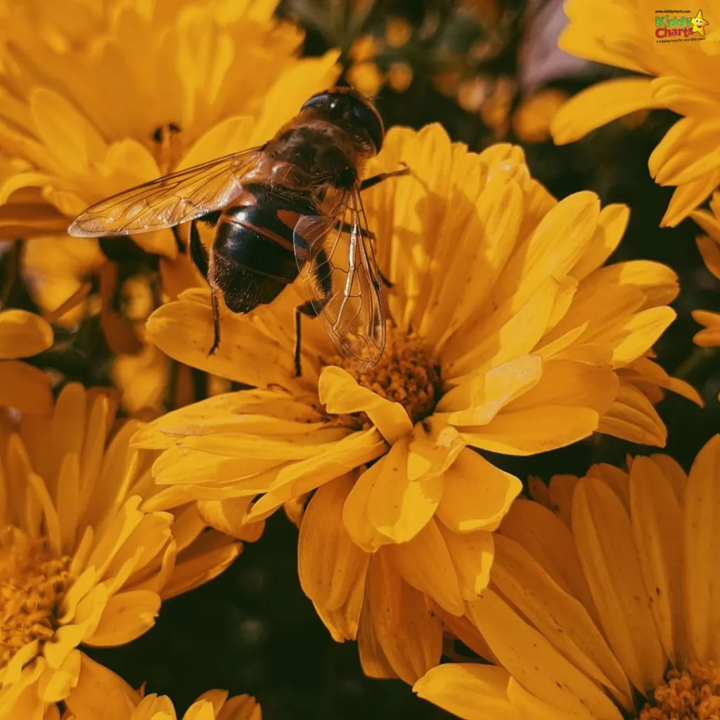 A bee is perched on vibrant yellow flowers with delicate petals. The insect's wings are translucent, and the image evokes a sense of summer.