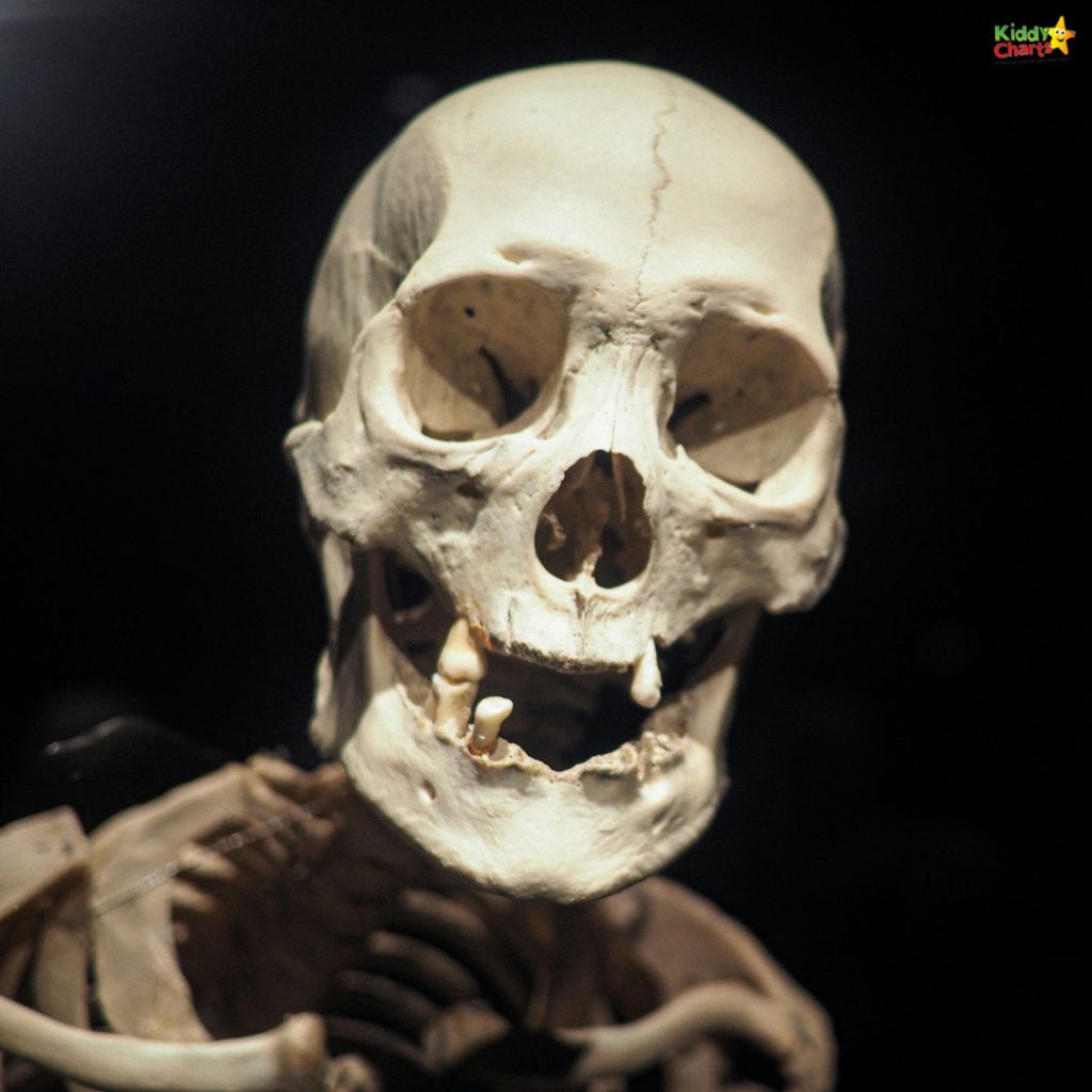 This image presents a close-up of a humanoid skeleton's skull and partial upper torso against a dark background, highlighting the detailed skeletal structure.