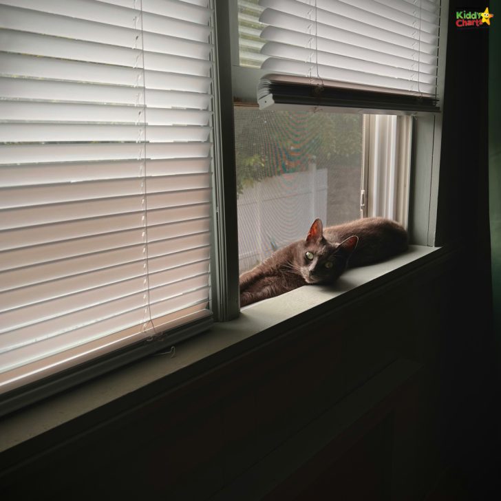 A gray cat lounges leisurely on a window sill, partially shaded by white blinds, with a glimpse of trees visible through the glass.